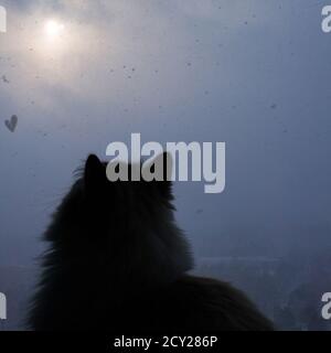 Le chat sibérien est assis près de la fenêtre et regarde les flocons de neige à l'extérieur de la fenêtre lors de la journée froide d'hiver enneigée avec la tempête de neige. Chute de neige sur fond de soleil, wh Banque D'Images