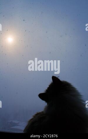 Un chat sibérien est assis près de la fenêtre et regarde les flocons de neige à l'extérieur de la fenêtre lors d'une journée froide d'hiver avec une tempête de neige. Chute de neige contre le dos Banque D'Images