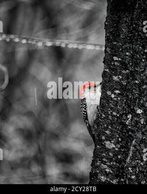 Vue monochrome avec une touche de rouge représentant un pic à ventre rouge mâle qui s'accroche à un tronc d'arbre dans une zone boisée glacée. Banque D'Images