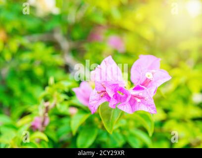 Bougainvillea rose fleur tropicale avec feuille verte et lumière du soleil sur fond flou, Macro Banque D'Images