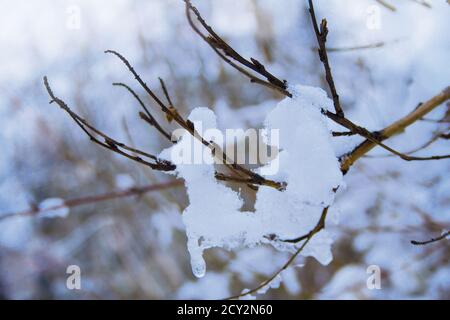 Branche sans feuilles sous la neige dans la belle forêt d'hiver sur fond bleu violet flou doux. Gros plan. Paysage enneigé en hiver Banque D'Images