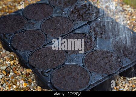 Tremper le compost avant de planter des graines Banque D'Images