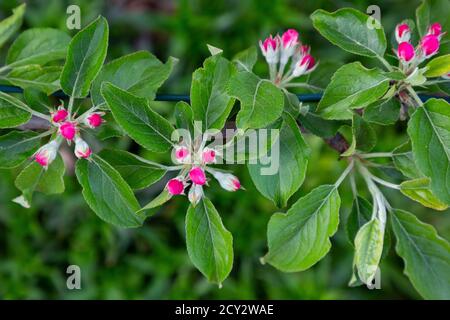 Boutons de fleurs de Malus domestica 'rouge orange pour enfants' Banque D'Images