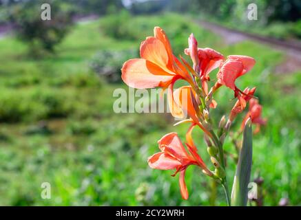 Lilium bulbiferum ou fleur de nénuphars orange sur nature verte floue arrière-plan en plein soleil Banque D'Images