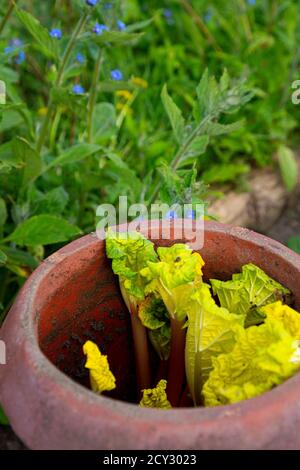 Rhubarbe 'Timperley tôt' cultivée à l'intérieur d'une cheminée en terre cuite Banque D'Images