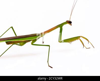 Mantis de prière, isolé sur fond blanc, Macro Banque D'Images