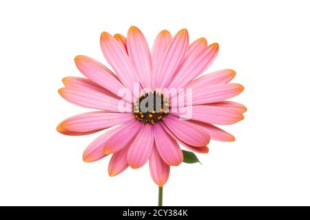 Fleur d'ostéospermum rose isolée contre le blanc Banque D'Images