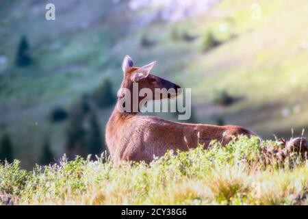 Wapiti femelle adulte (Cervus canadensis) Dans les montagnes, dans le parc national des montagnes Rocheuses Colorado Banque D'Images