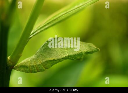 Gros plan une Pupa vert brillant de papillon de lime suspendue sous Une branche du Lime Tree Banque D'Images