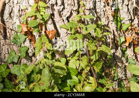 Gros plan sur Ivy qui grandit à la base d'un chêne anglais à l'automne, au Royaume-Uni Banque D'Images
