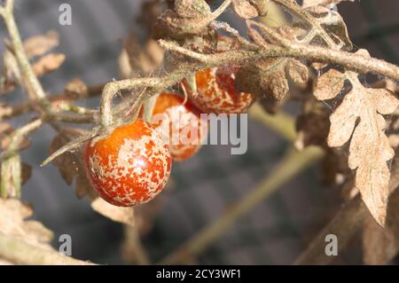 Gros plan de certaines tomates cerises touchées par une maladie à l'acarien d'araignée Banque D'Images