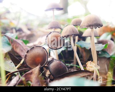 Gros plan sur les champignons appelés brittlestem conique Banque D'Images