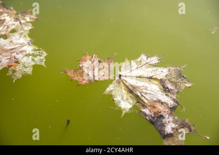 Les feuilles séchées qui flottent à la surface de l'eau verte dans pond.brown vieilles feuilles flottent sur une surface d'eau lisse. Arrière-plan saisonnier d'automne. Banque D'Images