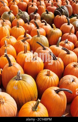 CITROUILLES D'AUTOMNE DES ANNÉES 1990 EN VENTE À LA FERME LANCASTER COUNTY PENNSYLVANIA USA - KH11094 NET002 HARS LANCASTER COUNTY TRAVEL ÉTATS-UNIS RÉGION DE LA SAISON D'AUTOMNE HEUREUSEMENT RÉGION DU CENTRE DE L'ATLANTIQUE DU COMMONWEALTH JEUDI LES RÉCOLTES DE LA CÔTE EST AUGMENTENT KEYSTONE ÉTAT NATIONAL NOURRITURE DES FÊTES DANS L'ENSEMBLE TEXTURE RECONNAISSANT ÉTAT DE L'ATLANTIQUE MOYEN OCTOBRE ABONDANCE COMMONWEALTHS CROISSANCE NOVEMBRE OCTOBRE 31 SAISON AUTOMNALE À L'ANCIENNE Banque D'Images