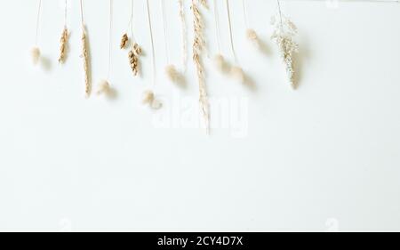 Ensemble de fines herbes sauvages, plantes naturelles, belle composition florale décorative isolée sur fond blanc, plat, vue de dessus. Banque D'Images