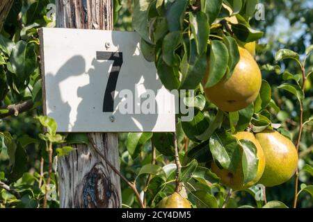 Numéro 7 avec des poires / pommes mûres Banque D'Images