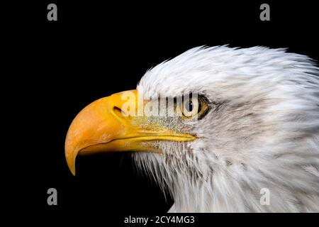 Pygargue à tête blanche (Haliaeetus leucocephalus) Banque D'Images