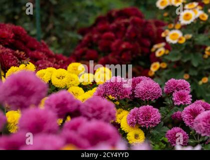 Lit fleuri de chrysanthèmes colorés sur fond flou. Fond d'automne fleuri coloré. Différentes variétés de chrysanthèmes, marron, jaune, Banque D'Images
