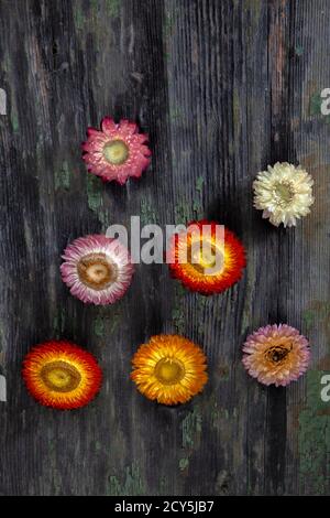 Macro photo de sept fleurs séchées sur bois décalé Banque D'Images