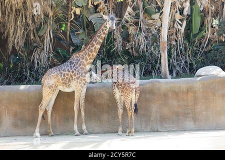 Maasai Giraffe mère et veau au zoo de Los Angeles Banque D'Images