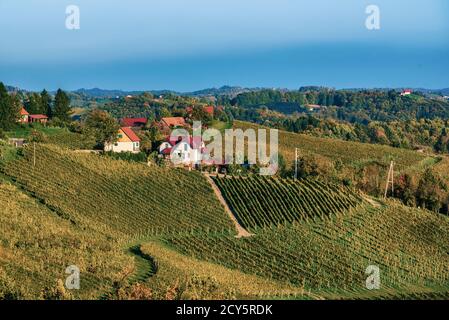 Magnifiques vignobles de Stajerska Slovénie, zone de production de vin. Vue sur vignes vertes, des collines, des caves. Steyer wine area. Le paysage agricole. Banque D'Images