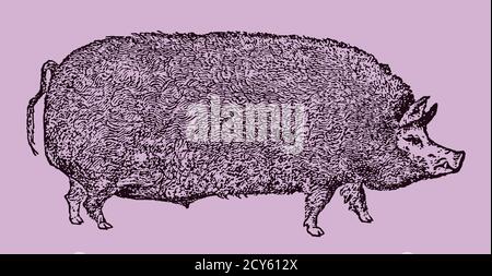 Porc du Berkshire dans une vue latérale isolée sur un fond violet pâle, après une illustration antique du XIXe siècle. Modifiable dans les calques Illustration de Vecteur