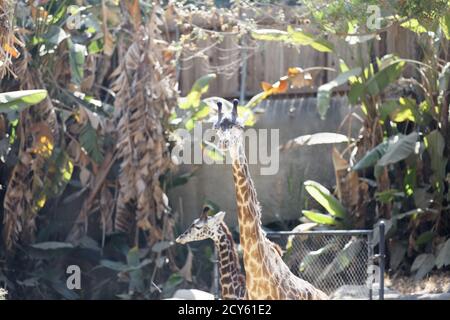 Maasai Giraffe mère et veau au zoo de Los Angeles. Banque D'Images