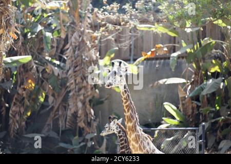 Maasai Giraffe mère et veau au zoo de Los Angeles. Banque D'Images