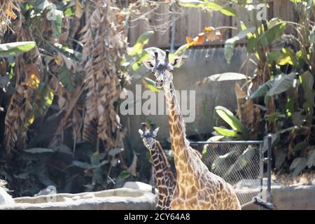 Maasai Giraffe mère et veau au zoo de Los Angeles. Banque D'Images