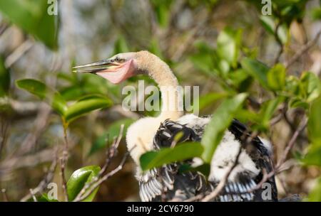 Bébé Anhinga sur son nid dans les Everglades en Floride Banque D'Images