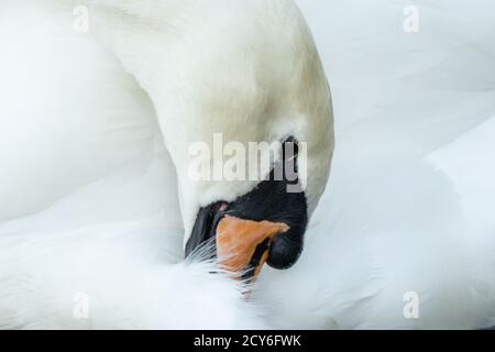 Muet cygne prêchant ses plumes. Symbole de beauté, de fierté, de pureté. Magnifique cygne. Angleterre Royaume-Uni Banque D'Images