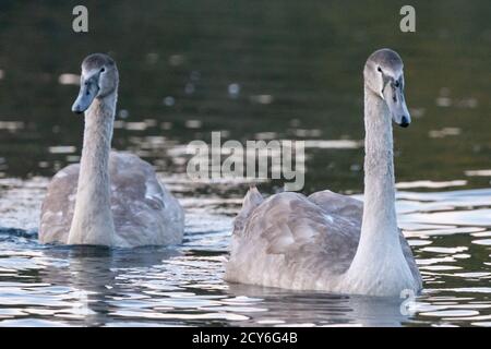 Deux cygnes juvéniles, ou cygnets de cygne entièrement cultivés sur l'eau. Muet cygne, couleur cygne. Anatidae, sauvagine. Angleterre, Royaume-Uni Banque D'Images