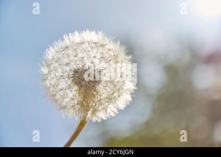 Photo macro d'un pissenlit à la lumière du soleil. Banque D'Images