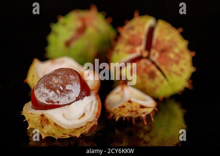 Châtaignes mûres dans leur coquille sur une table en bois. Les fruits d'un grand arbre à feuilles caduques. Arrière-plan clair. Banque D'Images