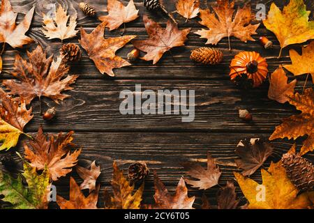 fond d'automne. cadre en feuilles d'érable, cônes et acornes Banque D'Images