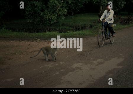Une traversée macaca à longue queue devant un cycliste sur une route rurale à l'arrière du complexe du temple d'Angkor Wat à Siem Reap, au Cambodge. Banque D'Images