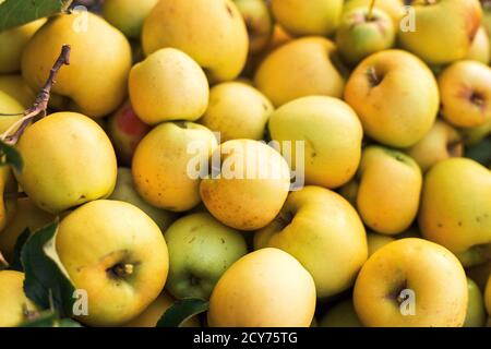 Pommes vertes dorées fraîches et juteuses, fond naturel. Gros plan des pommes dans la boîte. Récolte, vitamines, végétariens, fruits, culture . Jardinage biologique. Long Banque D'Images