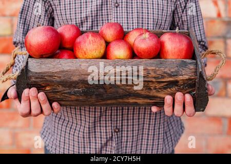 Bio frais mûrs pommes rouges dans une boîte en bois dans les mains. Chasse d'automne de pommes rouges pour l'alimentation ou de jus de pomme sur un mur de brique à l'extérieur de l'arrière-plan Banque D'Images