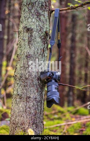 L'appareil photo de nikon et l'objectif de sigma pendent sur un arbre dans la forêt suédoise en attendant la photographie pendant la belle période d'automne. 2020 septembre 30 Banque D'Images