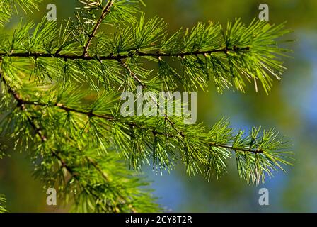 Branches vertes Larix decidua (mélèze européen) Banque D'Images