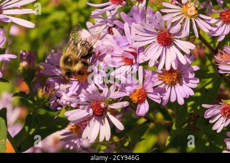 Abeille collectant du pollen sur une fleur de la famille des pâquerettes Banque D'Images