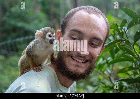 Singe poche (aka Finger Monkey) houblon sur l'homme s retour à l'Amaru nature preserve en Equateur le Août 21, 2015 Banque D'Images