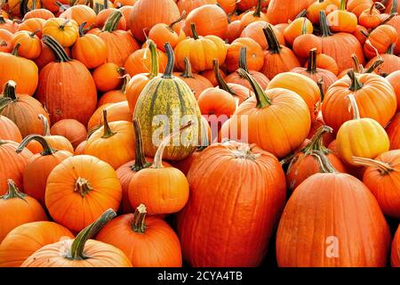 Thème d'Halloween coloré ou arrière-plan possible. Grand tas de citrouilles d'orange récoltées de différentes tailles et formes. Banque D'Images