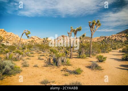 Joshua Tree National Park en Californie. Banque D'Images