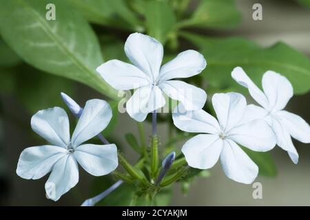 Blue Plumbago Plumbago auriculata également connu sous le nom de Cape plumbago or Cape leadwort est une plante à fleurs originaire d'Afrique du Sud Banque D'Images