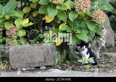 Un groupe de chats japonais qui traînaient autour de la maison de la population locale. Banque D'Images