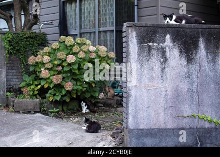 Un groupe de chats japonais qui traînaient autour de la maison de la population locale. Banque D'Images