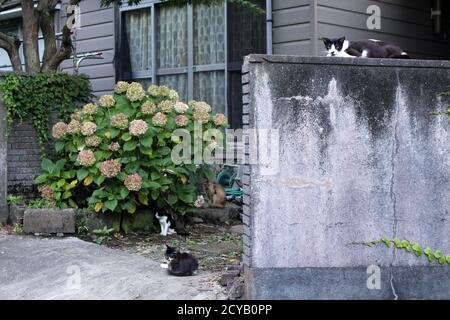 Un groupe de chats japonais qui traînaient autour de la maison de la population locale. Banque D'Images