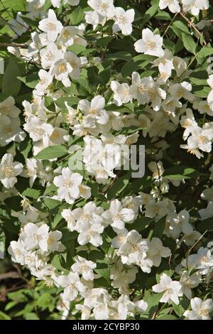 Arbre orange factice - fleurs (Philadelphus coronarius) Banque D'Images