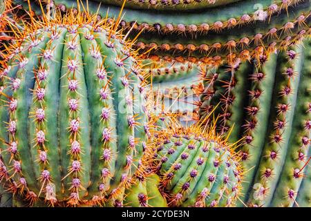 Saguaro cactus argentin, également connu sous le nom de cardon grande cactus Echinopsis terscheckii ou Banque D'Images